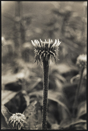 Coneflower Emerging : Portraits from the Garden : Diane Smook Photography: Nature, Dance, Documentary