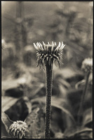 Coneflower Emerging