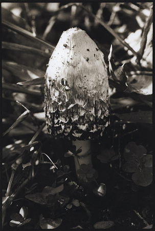 Hidden Worlds : Portraits from the Garden : Diane Smook Photography: Nature, Dance, Documentary