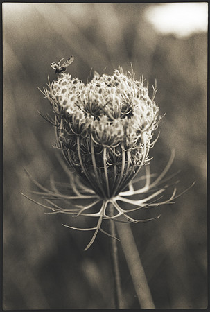 Insect on the Edge : Portraits from the Garden : Diane Smook Photography: Nature, Dance, Documentary