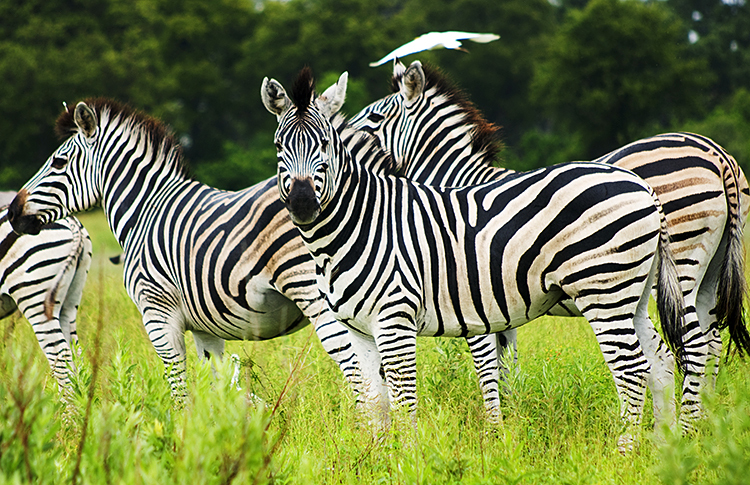 Zebras. Okevango Delta. Botswana : African Journey : Diane Smook Photography: Nature, Dance, Documentary