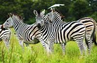 Zebras. Okevango Delta. Botswana