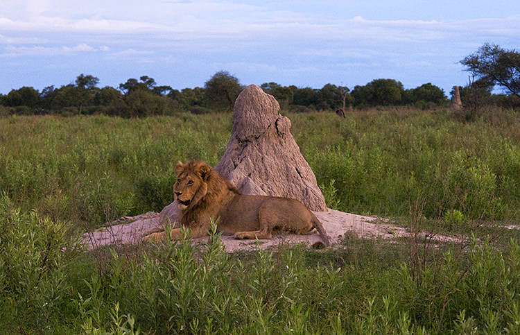  : African Journey : Diane Smook Photography: Nature, Dance, Documentary