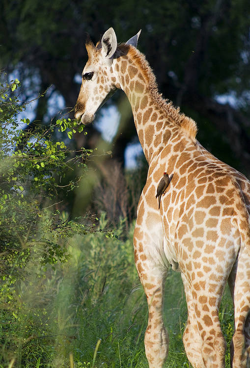 Young Giraffe with Red-billed Oxpecker, Okevango Delta, Botswana : African Journey : Diane Smook Photography: Nature, Dance, Documentary