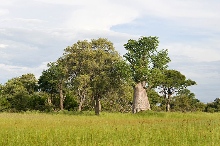  : African Journey : Diane Smook Photography: Nature, Dance, Documentary