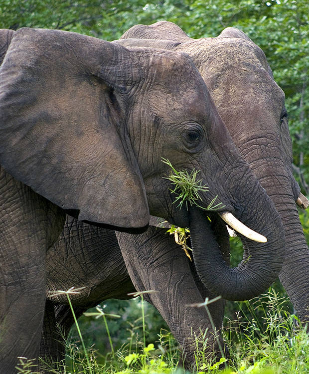 Elephants, Chobe, Botswana : African Journey : Diane Smook Photography: Nature, Dance, Documentary