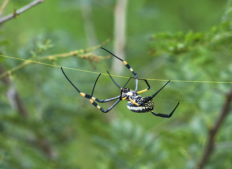  : African Journey : Diane Smook Photography: Nature, Dance, Documentary