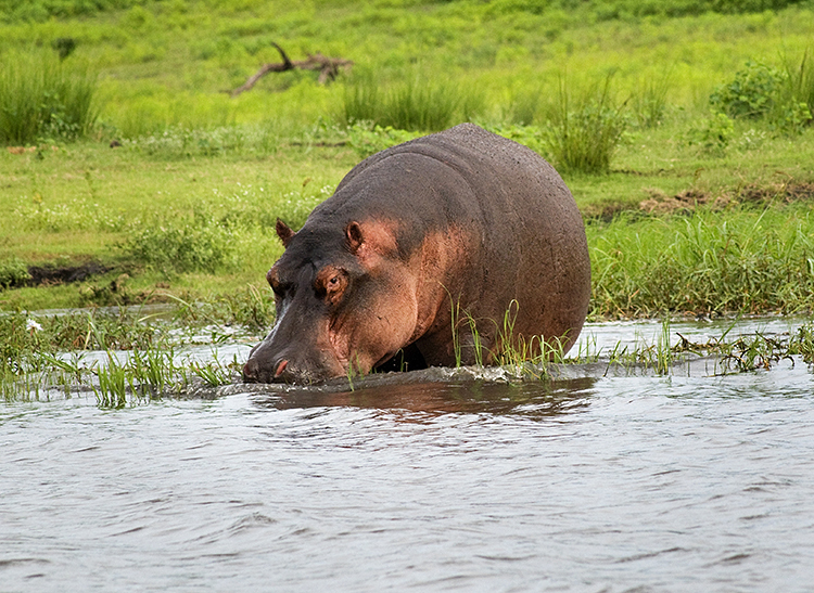 Hippopotamus, Chobe, Botswana : African Journey : Diane Smook Photography: Nature, Dance, Documentary