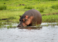 Hippopotamus, Chobe, Botswana