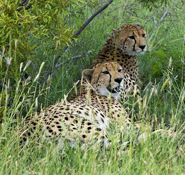 Young cheetahs, Ngala Game Reserve, Kruger Park,  South Africa : African Journey : Diane Smook Photography: Nature, Dance, Documentary