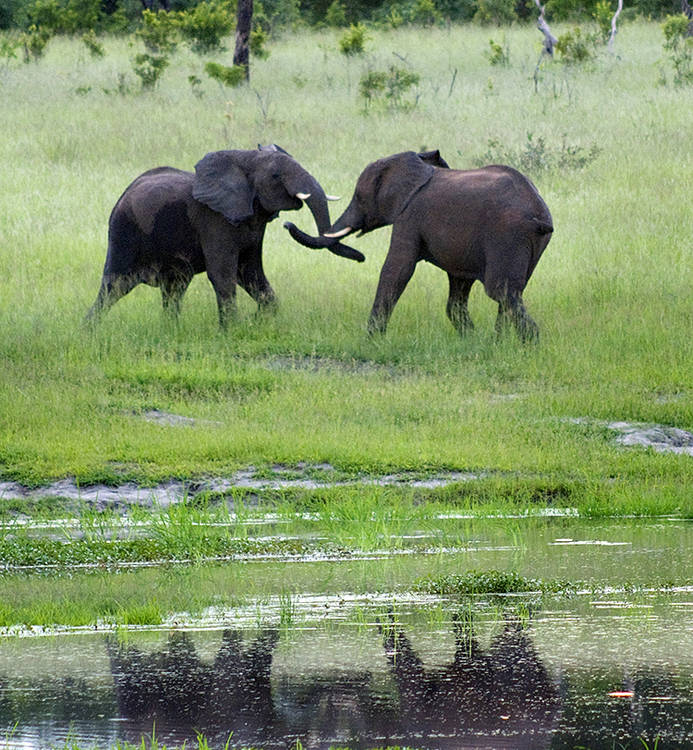 Young male elephants, Chobe, Botswana : African Journey : Diane Smook Photography: Nature, Dance, Documentary