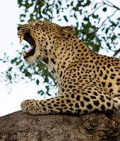 Leopard, Ngala Game Reserve, Kruger Park, South Africa