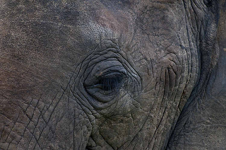 Elephant's Eye, Chobe, Botswana : African Journey : Diane Smook Photography: Nature, Dance, Documentary
