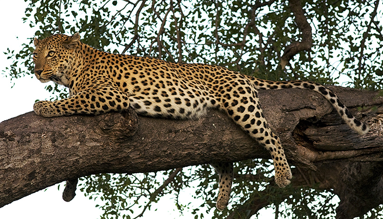 Leopard, Ngala Game Reserve, Kruger Park, South Africa : African Journey : Diane Smook Photography: Nature, Dance, Documentary