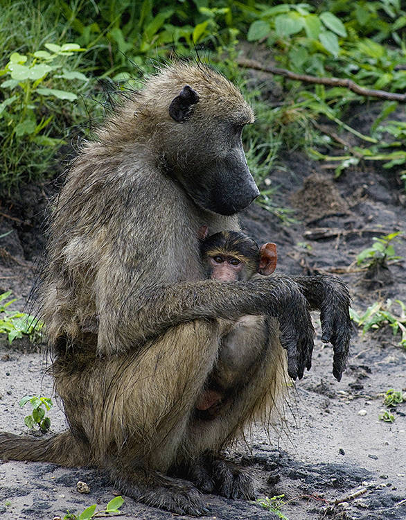 Mother and baby baboons, Chobe, Botswana : African Journey : Diane Smook Photography: Nature, Dance, Documentary