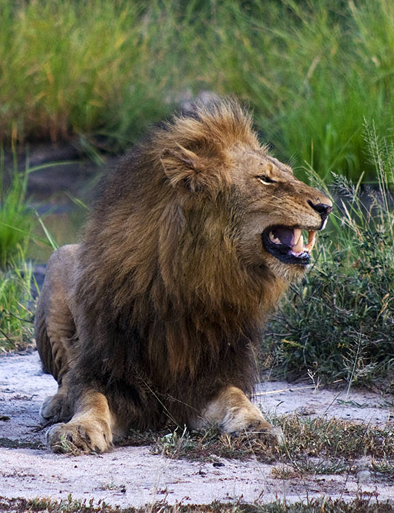 Male lion, Ngala Game Reserve, Kruger Park, South Africa : African Journey : Diane Smook Photography: Nature, Dance, Documentary