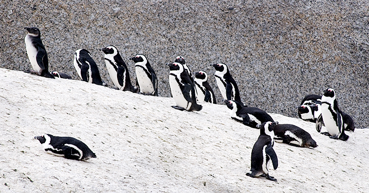 African Penguins, The Boulders, Foxy Beach, South Africa : African Journey : Diane Smook Photography: Nature, Dance, Documentary