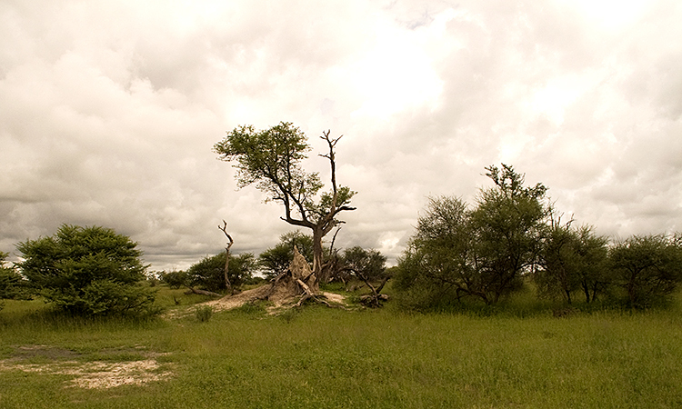  : African Journey : Diane Smook Photography: Nature, Dance, Documentary