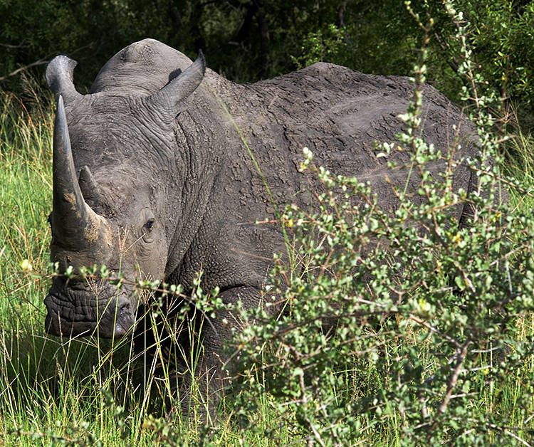 Rhinoceros, Ngala Game Reserve, Kruger Park, South Africa : African Journey : Diane Smook Photography: Nature, Dance, Documentary