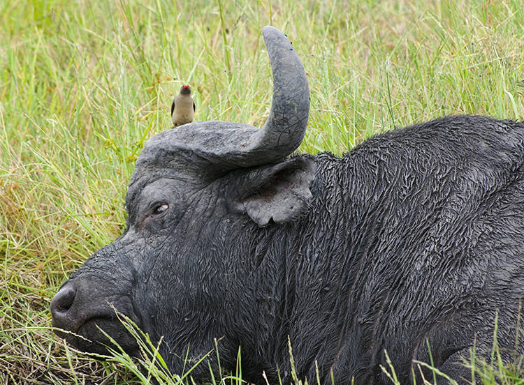 Cape Buffalo and Red-billed Oxpecker, Ngala Game Reserve, Kruger Park, South Africa : African Journey : Diane Smook Photography: Nature, Dance, Documentary