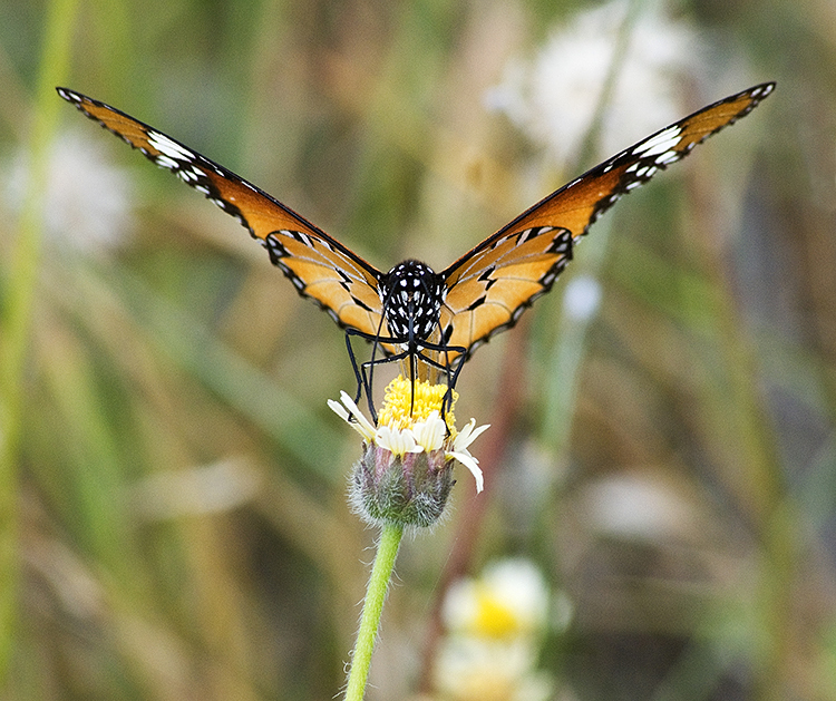 African Monarch Butterfly, Ngala Game Reserve, Kruger Park, South Africa : African Journey : Diane Smook Photography: Nature, Dance, Documentary