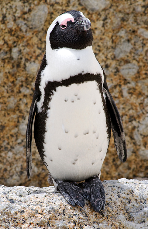 African Penguin, The Boulders, Foxy Beach, South Africa : African Journey : Diane Smook Photography: Nature, Dance, Documentary