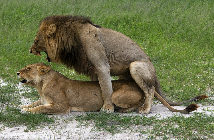 Mating lions, Okevango Delta, Botswana : African Journey : Diane Smook Photography: Nature, Dance, Documentary