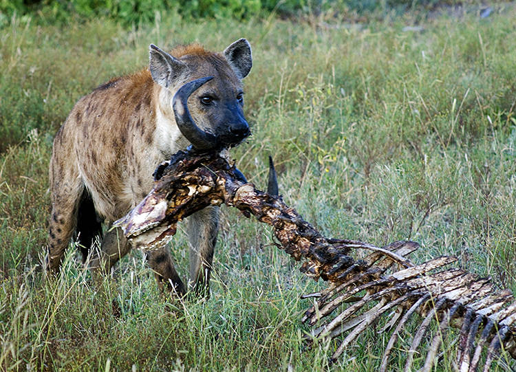 Spotted Hyena eating Old Cape Buffalo bones, Ngala Game Reserve, Kruger Park, South Africa : African Journey : Diane Smook Photography: Nature, Dance, Documentary