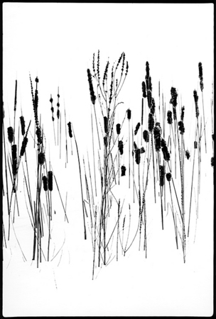 Reeds1 : Winter Landscape : Diane Smook Photography: Nature, Dance, Documentary