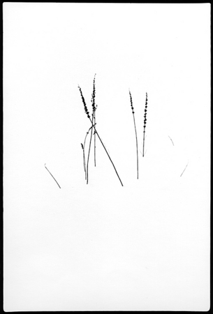 Grasses : Winter Landscape : Diane Smook Photography: Nature, Dance, Documentary