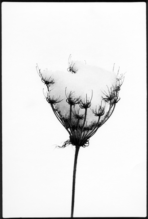 Queen Anne's Lace : Winter Landscape : Diane Smook Photography: Nature, Dance, Documentary